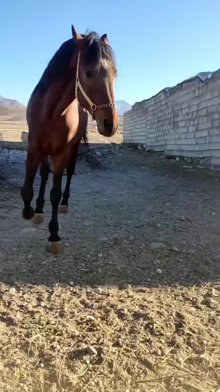 اسب جوان دوسال کرد|اسب و تجهیزات اسبسواری|ارشق, |دیوار