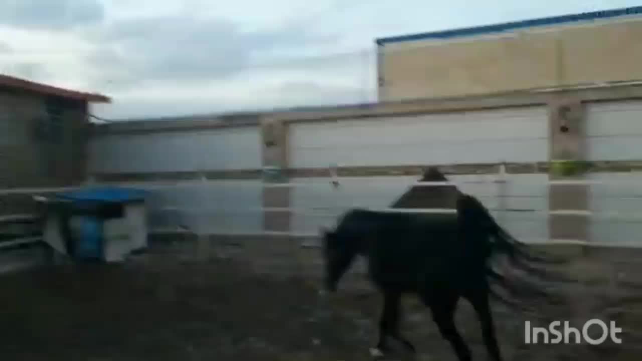 اسب نریان سیاه پنج نشان|اسب و تجهیزات اسب‌سواری|برخوار, |دیوار