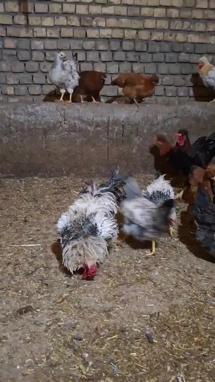 فروش خروس درشت کاکلی قیمت مناسب|حیوانات مزرعه|گلپایگان, |دیوار