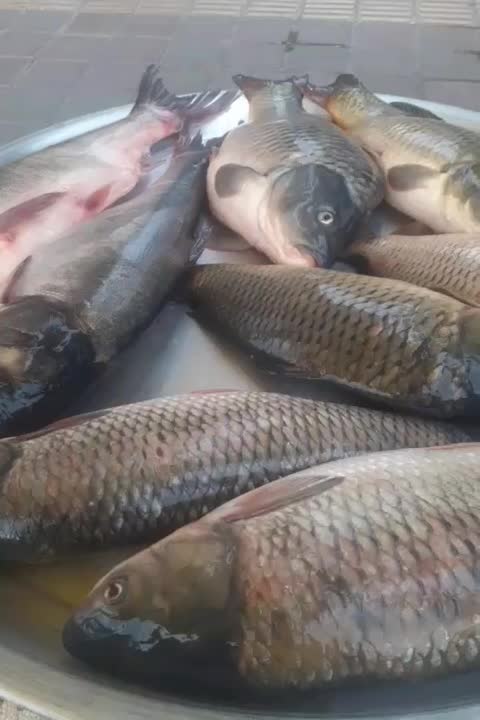 پروتئین|خوردنی و آشامیدنی|صومعهسرا, |دیوار