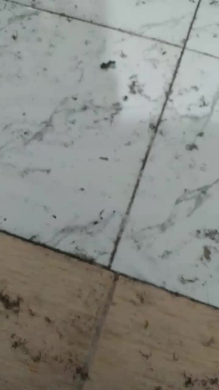 گردوخیس وخشک فقط ۳۲۰ هزار|خوردنی و آشامیدنی|نهاوند, |دیوار