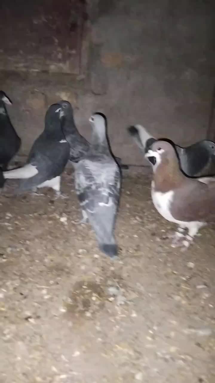 کبوتر|پرنده|شوسف, |دیوار