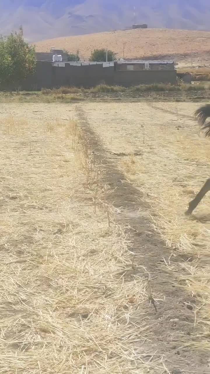 مادیان کرد با کره|اسب و تجهیزات اسبسواری|خمین, |دیوار