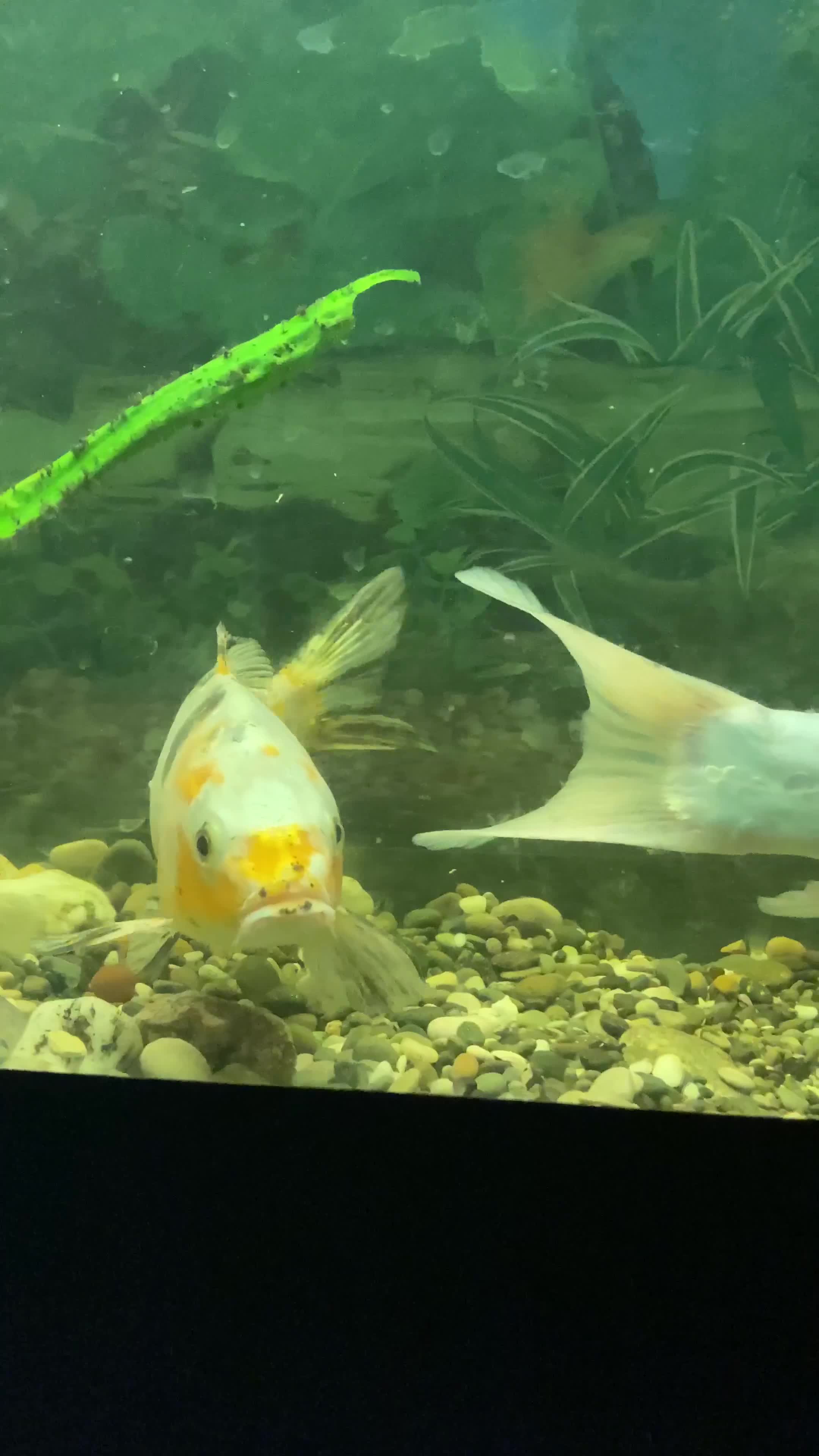 ماهی کوی (تایشو سانک)|ماهی|زنجان, |دیوار