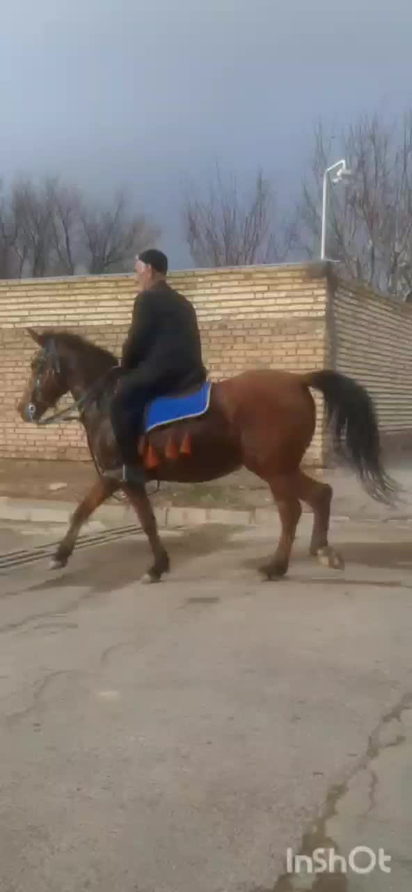 اسب|اسب و تجهیزات اسب‌سواری|ایجرود, |دیوار