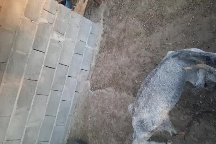 چند عدد بز|حیوانات مزرعه|سیریک, |دیوار