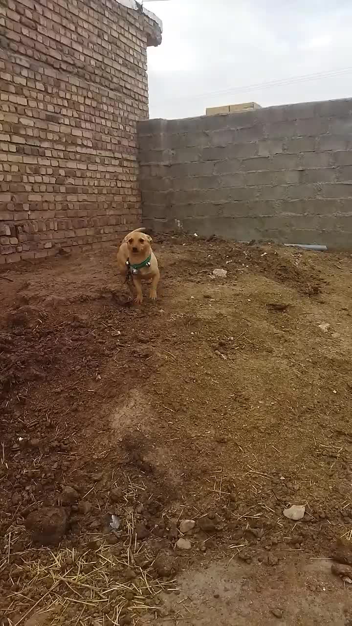 پاپی|سگ|تایباد, |دیوار