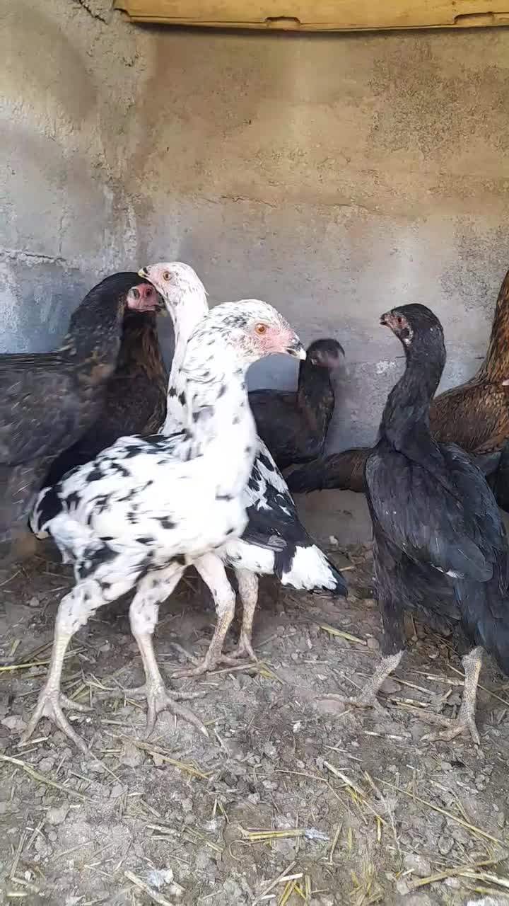 لاری.|حیوانات مزرعه|تربت جام, شاهد|دیوار