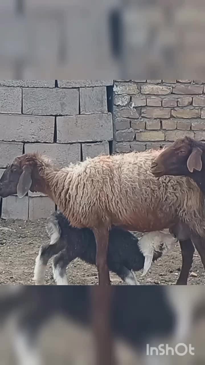 3700000|حیوانات مزرعه|جنگل, |دیوار