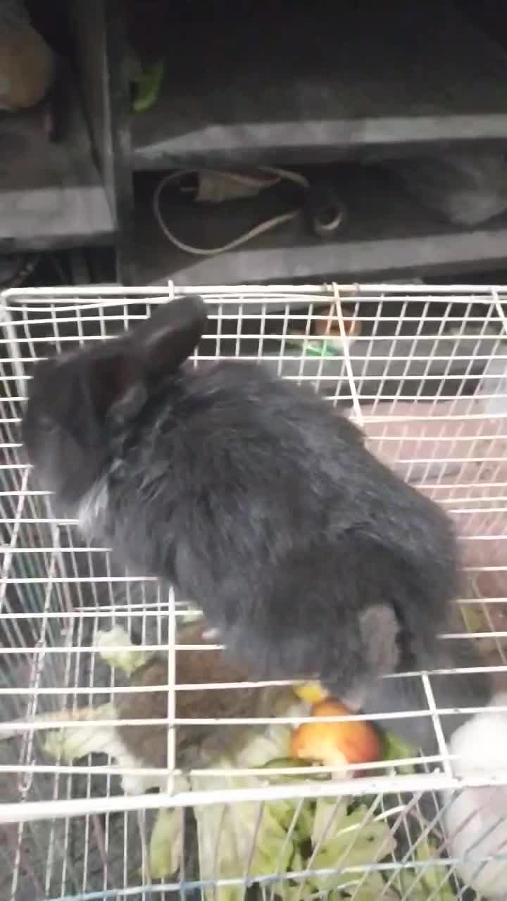 همه رنگ بچه‌ها خرگوش لوپ یک ماه|موش و خرگوش|جوادآباد, |دیوار