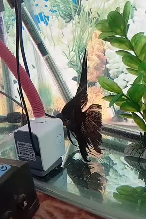 انجل سوپر باله وارداتی|ماهی|کنگاور, |دیوار