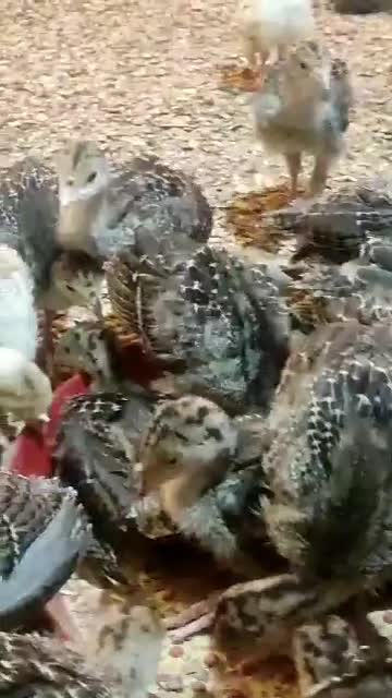 جوجه بوقلمون 20روزه بوربن و برنز|حیوانات مزرعه|شهریار, رزکان|دیوار