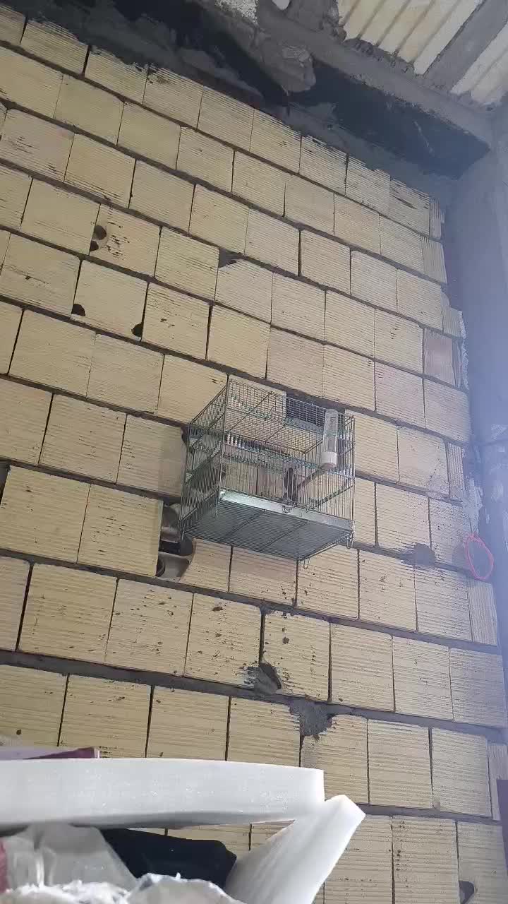 گلبسر بخون بخون|پرنده|سیرجان, |دیوار