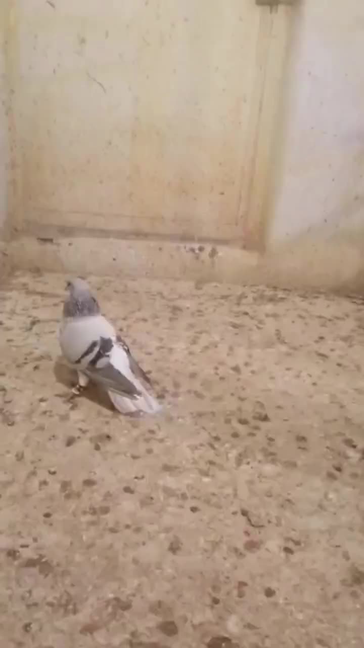 جهت برکت خوشرنگ سبز جوان|پرنده|برازجان, |دیوار