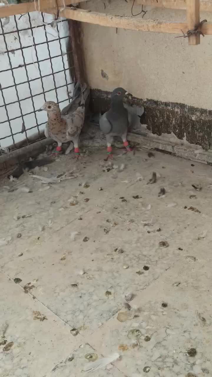 یک جفت هفت رنگ آث|پرنده|محمدیه-قزوین, |دیوار