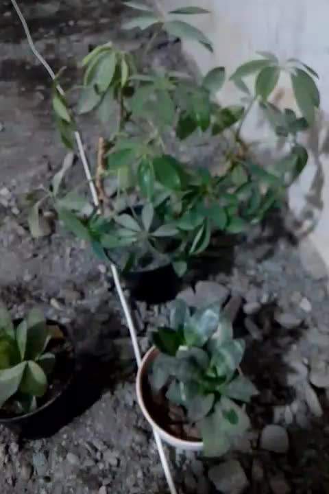 گل های طبیعی کاکتوس|گل و گیاه طبیعی|نیشابور, مازول|دیوار