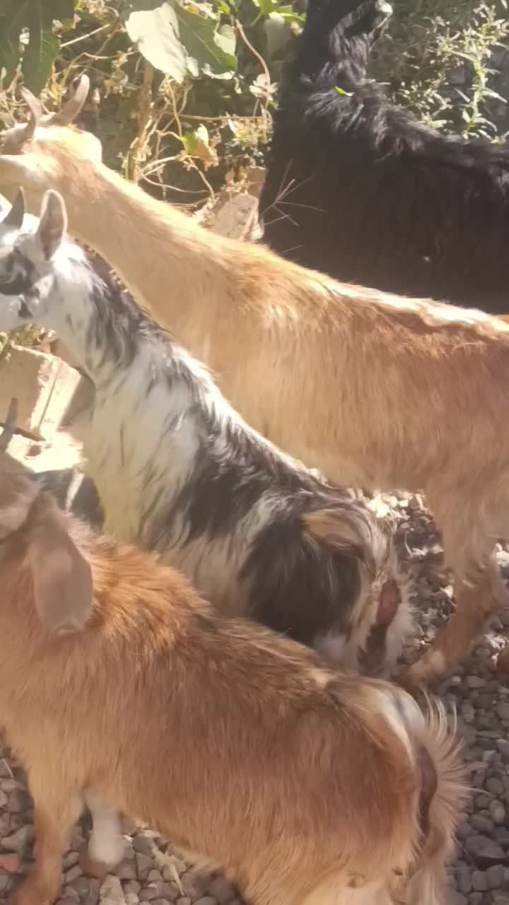 4راس بزغاله شیرمست نژاد عالی|حیوانات مزرعه|کرج, خرمدشت|دیوار