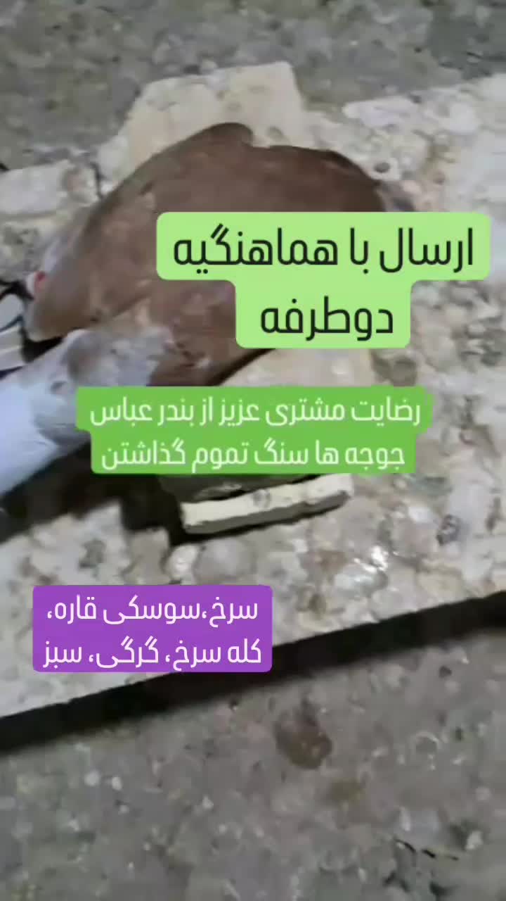 کبوتر جوجه پیش فروش|پرنده|کاشان, فرودگاه کاشان|دیوار