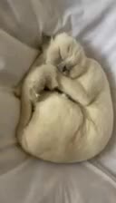 واگذاری گربه|گربه|مشهد, کوثر|دیوار