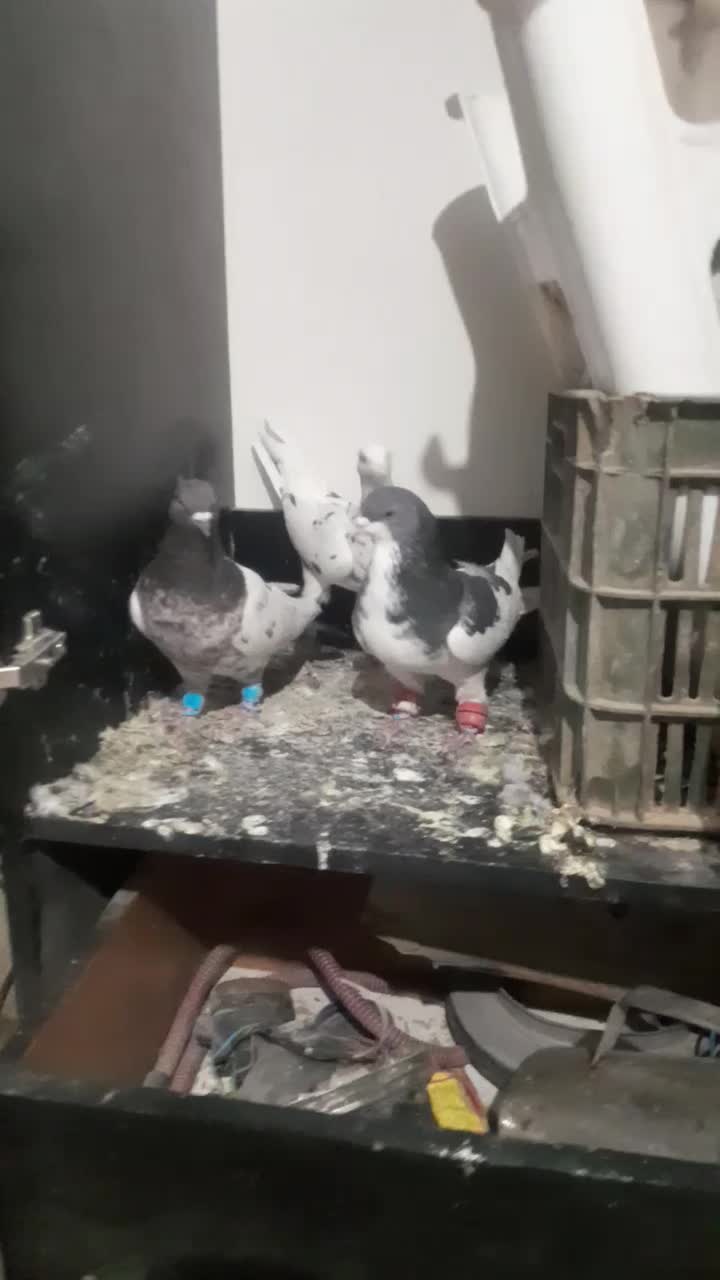 کفتر خال کله دم سار|پرنده|قلندر آباد, |دیوار