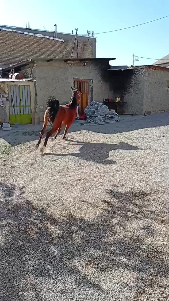 اسب|اسب و تجهیزات اسبسواری|فیروزآباد (فارس), |دیوار