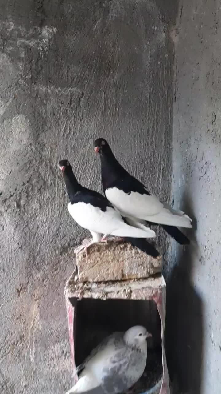 یهودی آس|پرنده|مه ولات, |دیوار