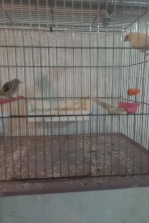 قناری ماده جفتی سهره کار داده|پرنده|اردبیل, |دیوار