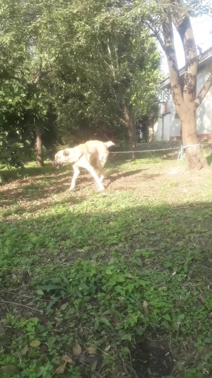 توله چهار ماهه سرابی اصل|سگ|ماسال, |دیوار