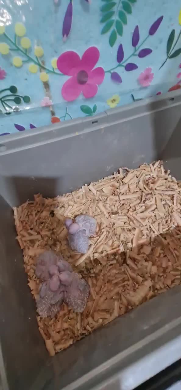 سالن تکثیر گرینچیک (جوجه سرلاکی و جفت جوانه)|پرنده|مشهد, رضاشهر|دیوار