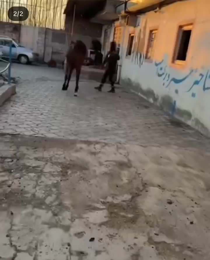 کره نریان از سیروان لارتی|اسب و تجهیزات اسبسواری|تبریز, |دیوار