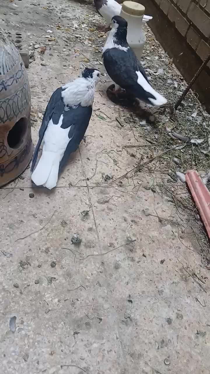 جفت شیرازی سیاه کاکل|پرنده|اهواز, کوی جانبازان(دانش)|دیوار