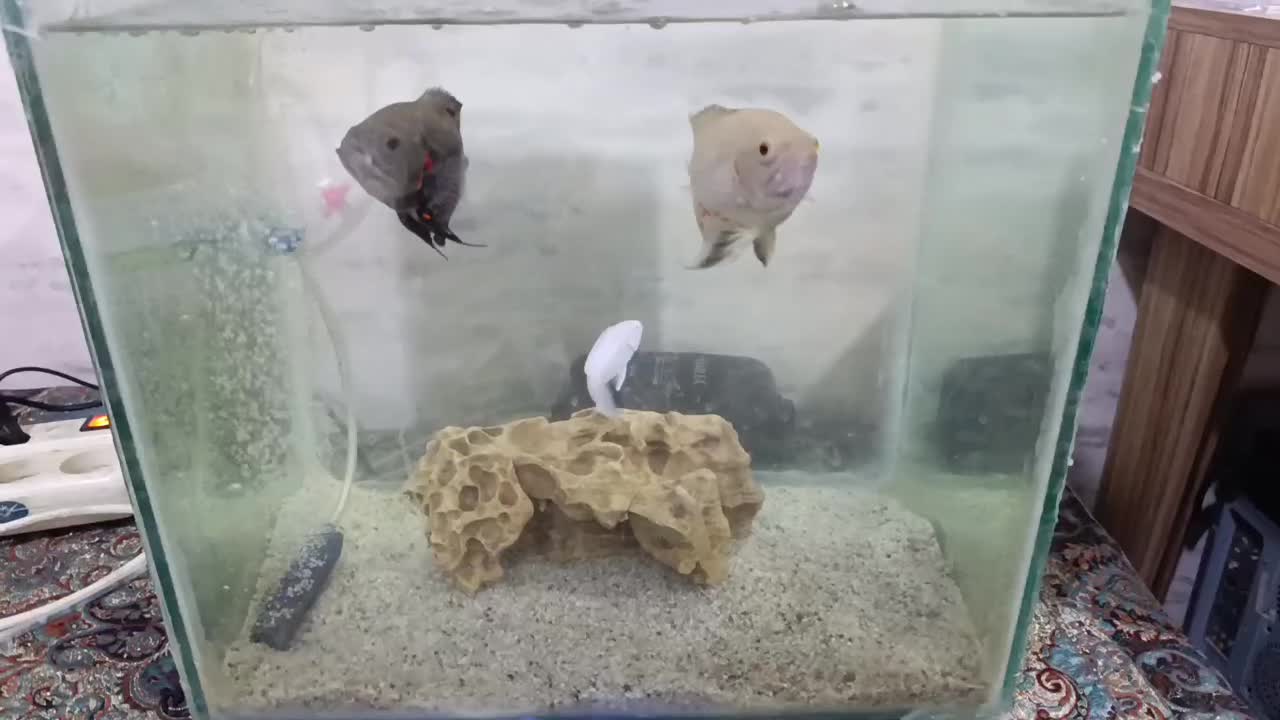 ماهی.|ماهی|دوگنبدان, |دیوار