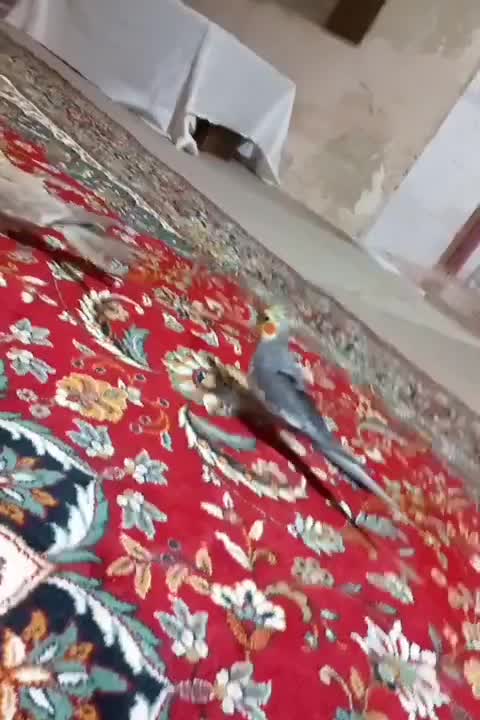 عروس هلندی جفت است|پرنده|شیروان (خراسان), |دیوار