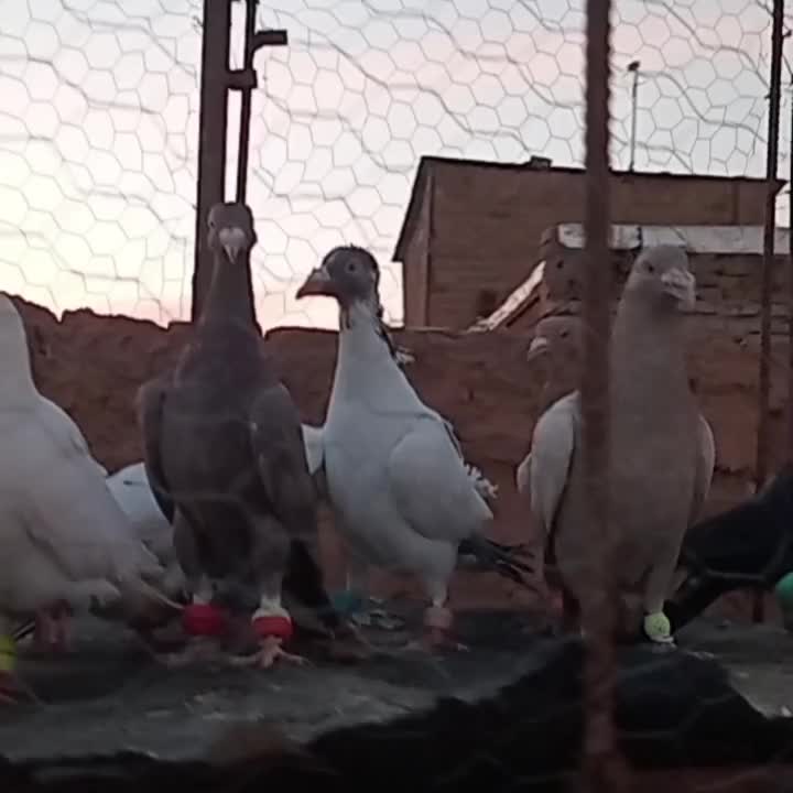 کپر|پرنده|سبزوار, کوی بهار|دیوار