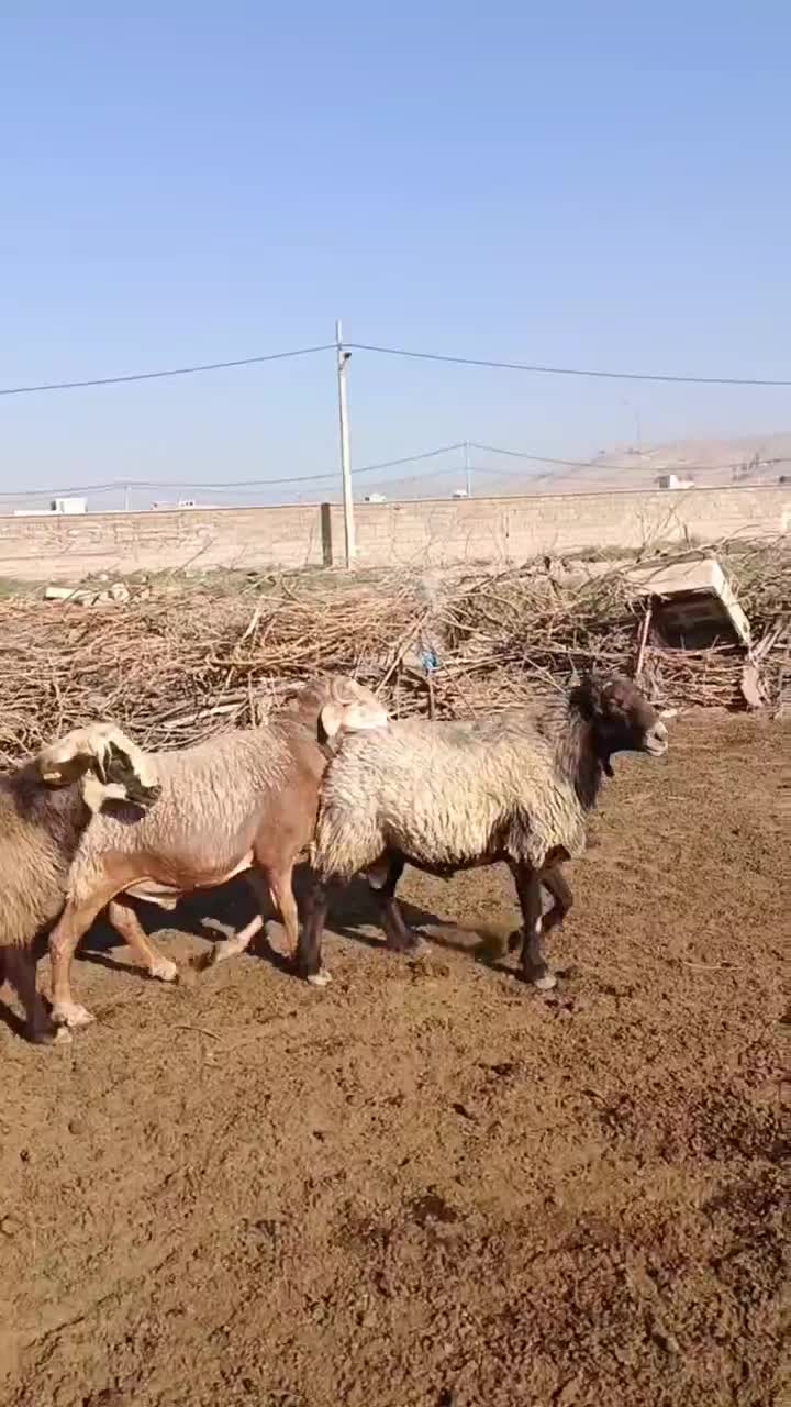 قوچ داشتی|حیوانات مزرعه|شیراز, قلعه نو|دیوار