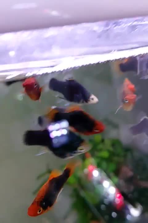 پلاتی بالن توکسیدو پلاتی سان رایس|ماهی|بندر ماهشهر, |دیوار