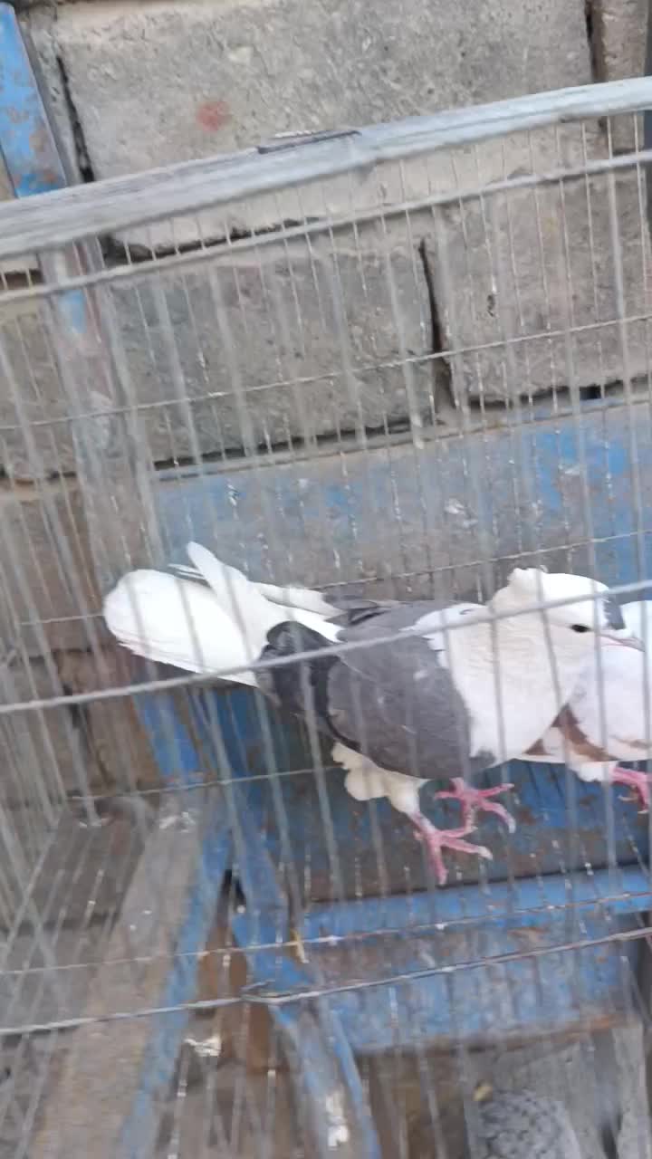 دوجفت تهرانی عروسک بشرت ناسختی|پرنده|دورود, |دیوار