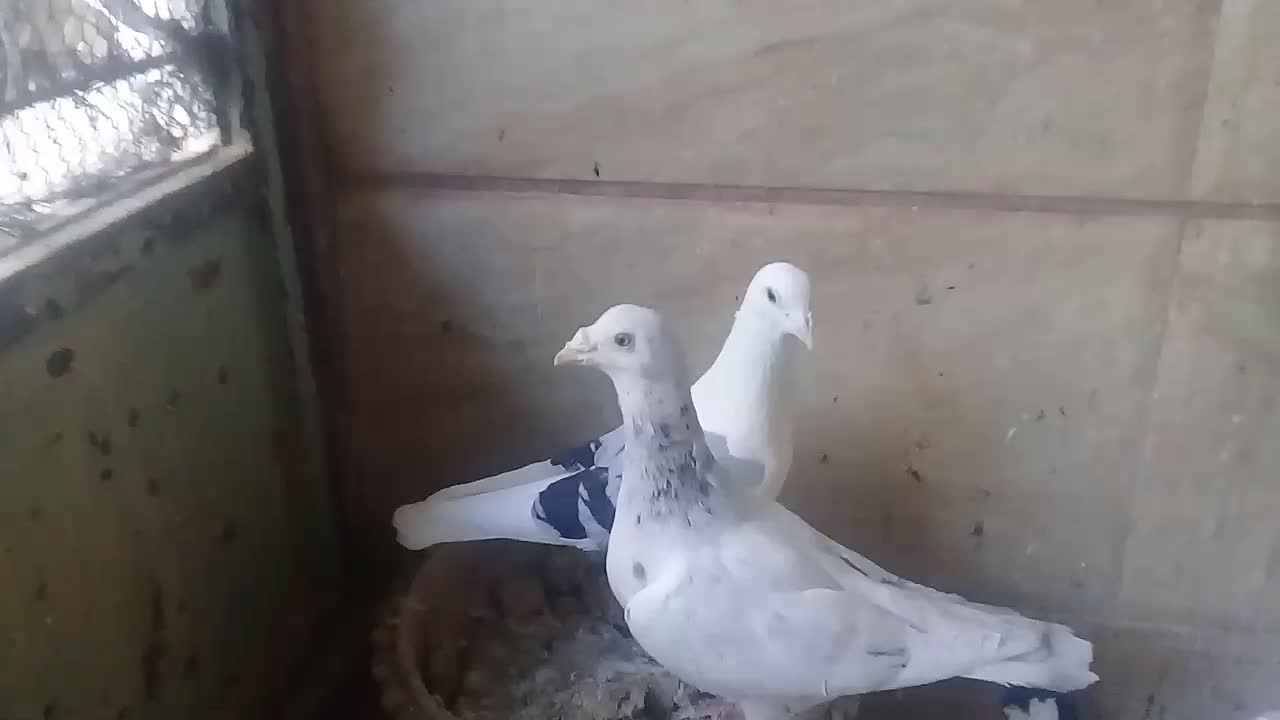 چندکبوترفروشی برای هواوجوجه کشی واکسن خورده|پرنده|مشهد, کوشش|دیوار