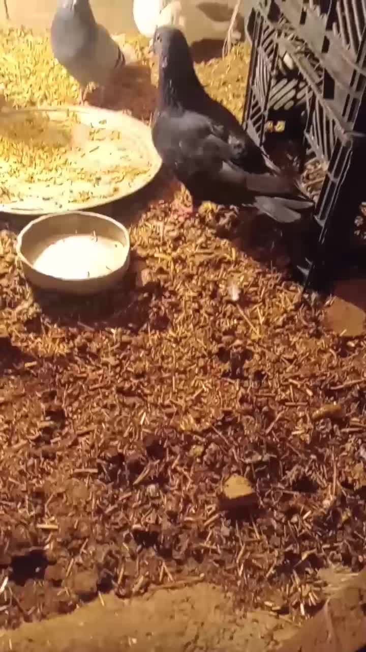 کفتردبر|پرنده|مشگین شهر, |دیوار