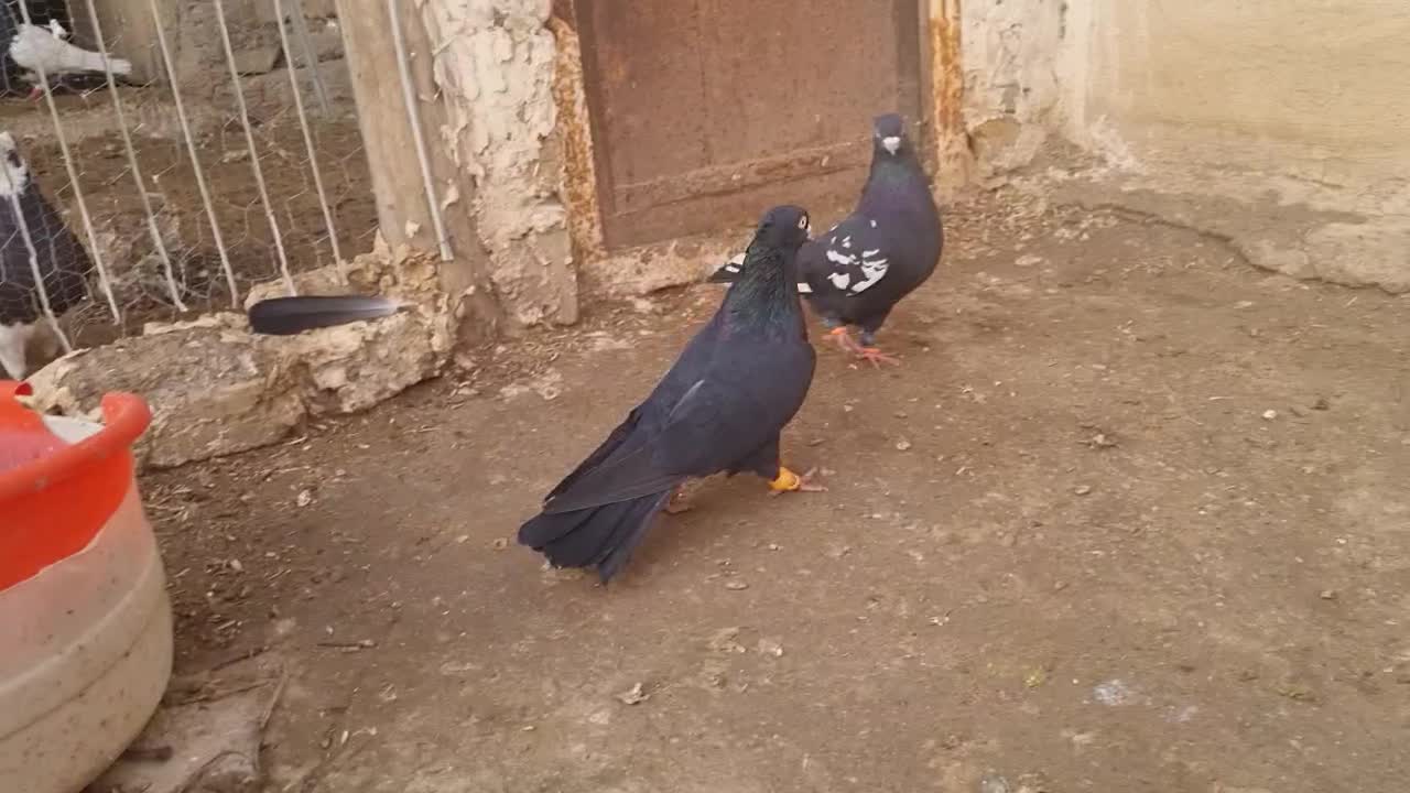 کبوتر رنگی|پرنده|اسفرورین, |دیوار