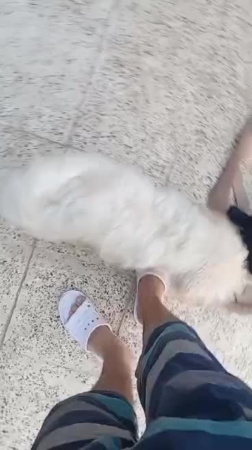 سگ شیتزو|سگ|کرمان, |دیوار