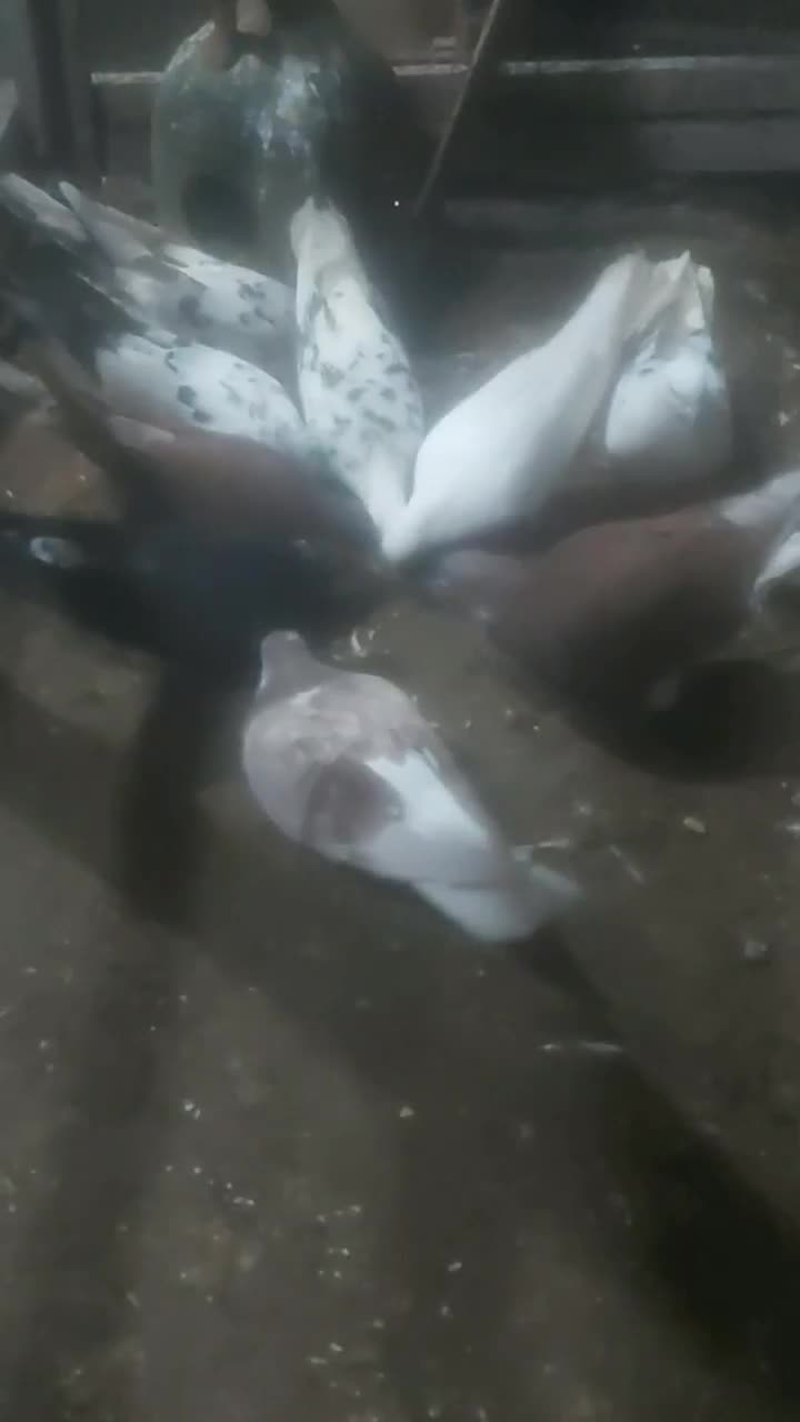 کبوتر|پرنده|بندر انزلی, پیل علی باغ|دیوار