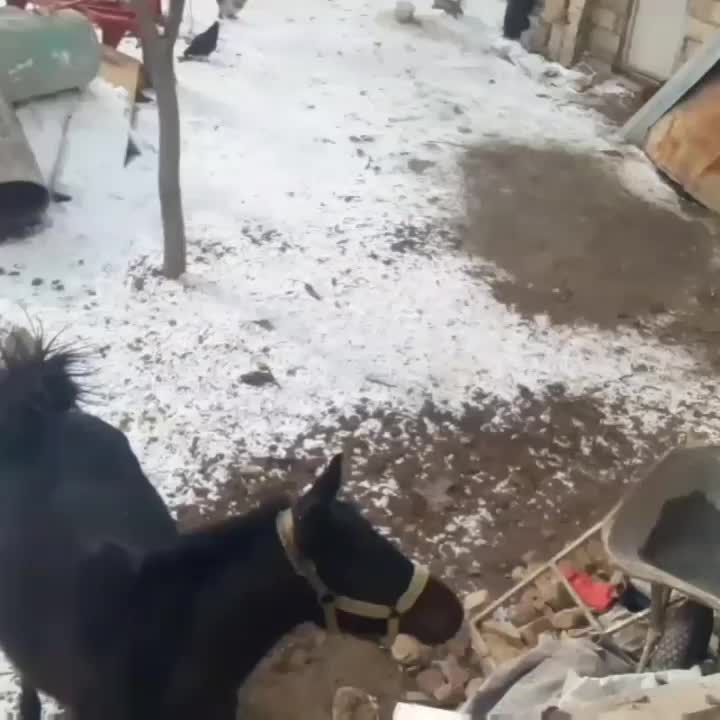 اسب کرد|اسب و تجهیزات اسب‌سواری|ایجرود, |دیوار