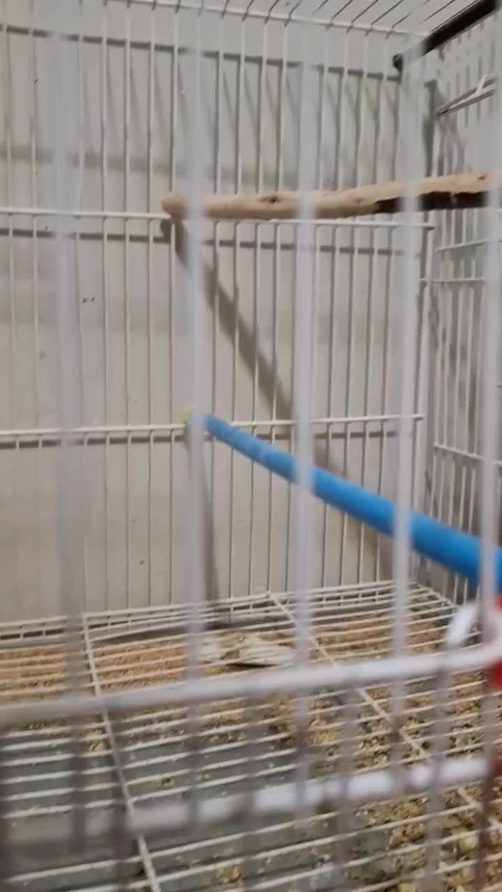 یک جفت عروس هلندی مولد جوان باسه تا جوجه|پرنده|کاشمر, |دیوار