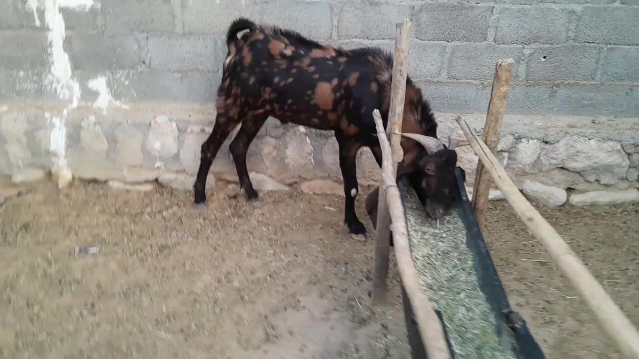 پازن تکاوری|حیوانات مزرعه|لامرد, |دیوار