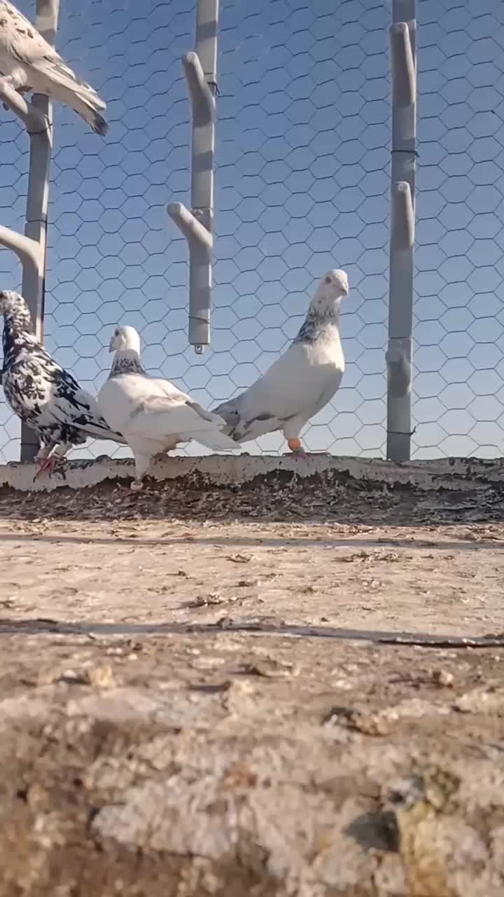 کبوترسرور|پرنده|نصر آباد, |دیوار