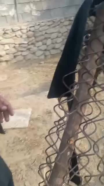 کهره|حیوانات مزرعه|آبپخش, |دیوار