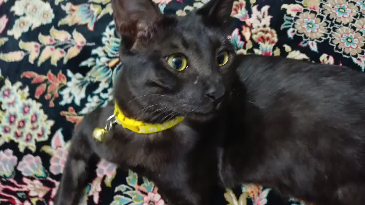 گربه ی ماده باهوش و ملوس|گربه|اهواز, لشکرآباد|دیوار