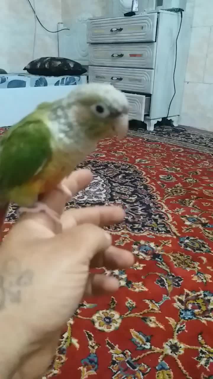 طوطی گرینچیک سالم سر حال فول اشتی|پرنده|بندرعباس, |دیوار