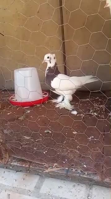 کبوتر پاپر|پرنده|فیروزآباد (فارس), |دیوار